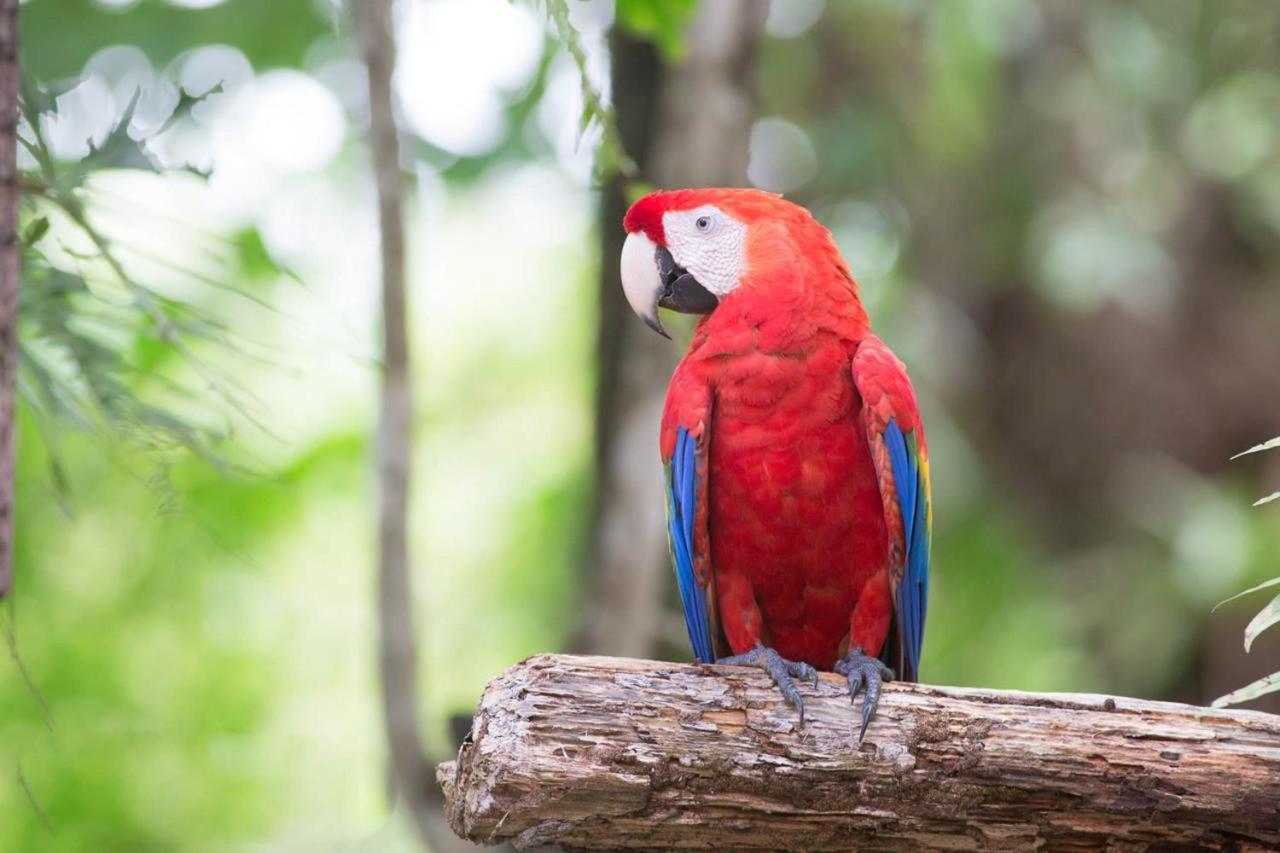 Pacific Edge Eco Lodge ドミニカル エクステリア 写真