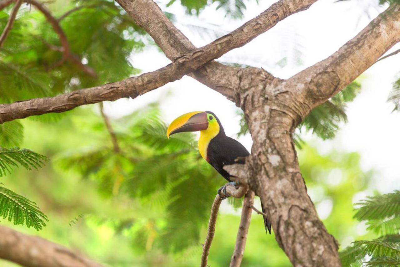 Pacific Edge Eco Lodge ドミニカル エクステリア 写真