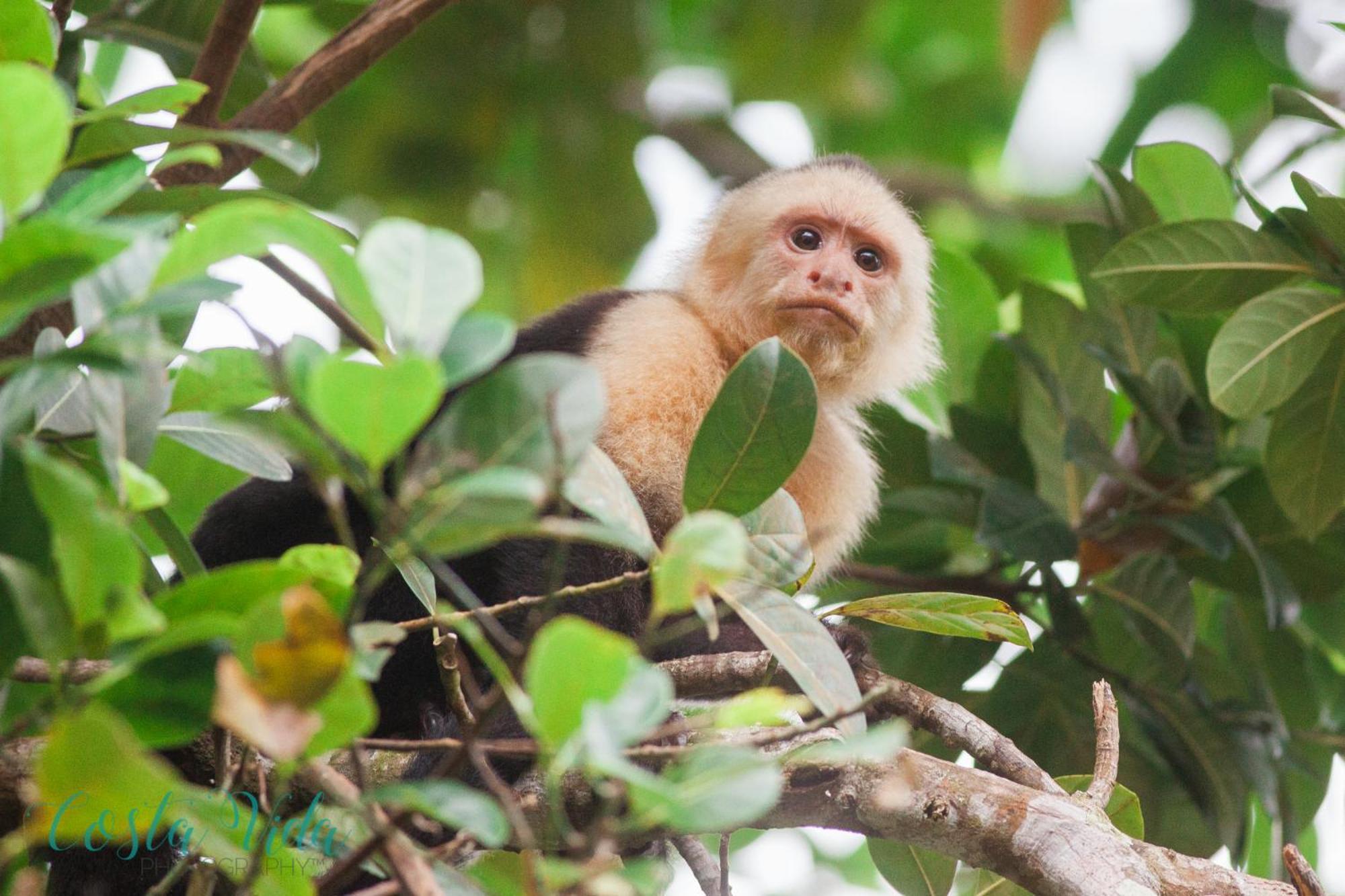 Pacific Edge Eco Lodge ドミニカル エクステリア 写真
